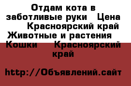 Отдам кота в заботливые руки › Цена ­ 1 - Красноярский край Животные и растения » Кошки   . Красноярский край